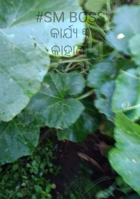 ବନ୍ଦ କବାଟ ବର୍ଷେ ହେଲାଣି