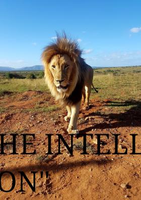 The Intelligent Lion