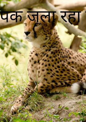 दीपक जला रहा है