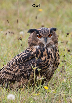 Owl