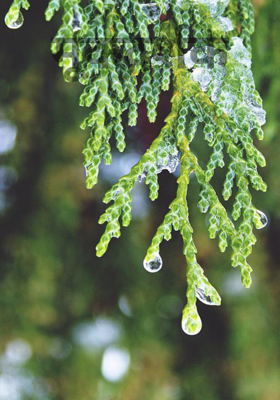 मूकदर्शक