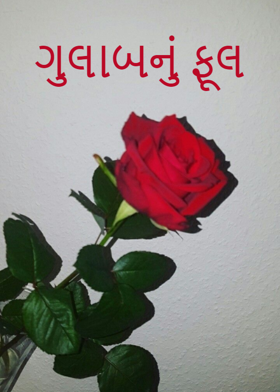 ગુલાબનું ફૂલ