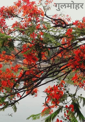 गुलमोहर
