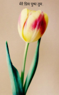 मेरे प्रिय पुष्प तुम..