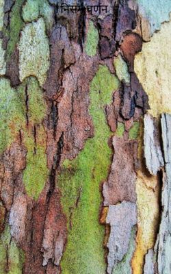 निसर्ग वर्णन