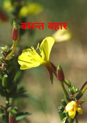 बसन्त बहार