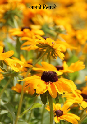 आनंदी दिवाळी