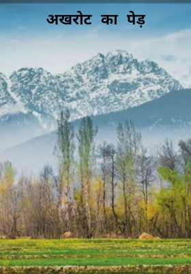 अखरोट का पेड़