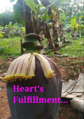 Heart's Fulfillment...