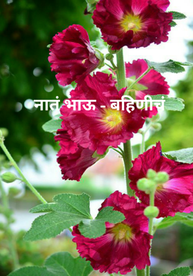 नातं भाऊ - बहिणीचं