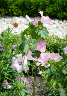 शापित सौंदर्य