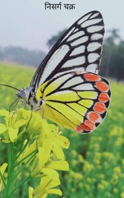 निसर्ग चक्र