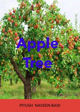 Apple Tree