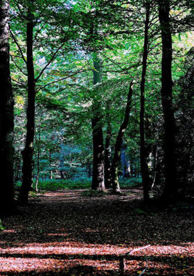 पैंज आणि मी..