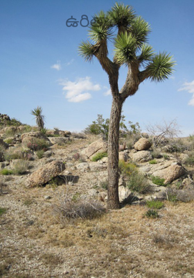 ఉరితాడు