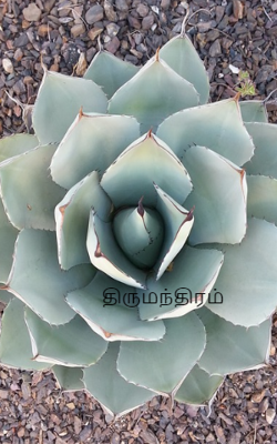 திருமந்திரம்
