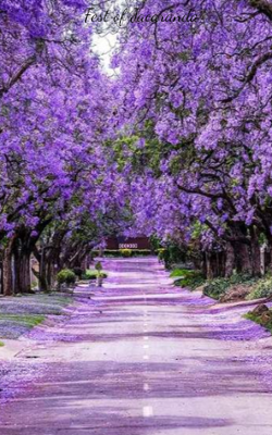 Fest Of Jacaranda