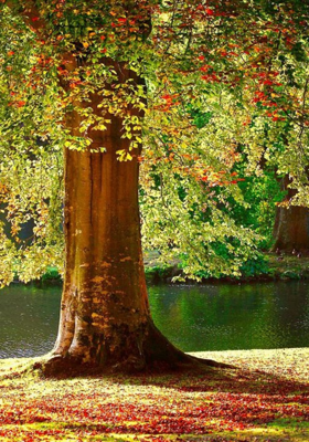 पार्क की एक शाम