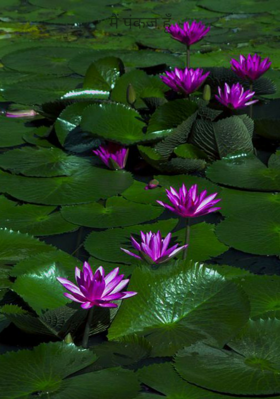 मैं पंकज हूँ