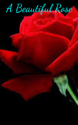 A Beautiful Rose