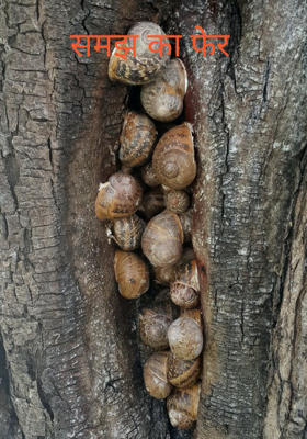 समझ का फेर