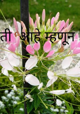 ती आहे म्हणून