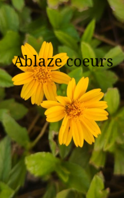 Ablaze coeurs
