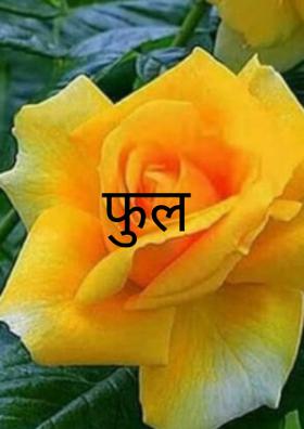 फुल