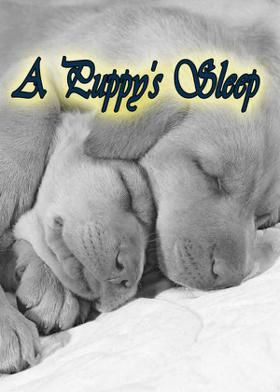 A Puppy's Sleep