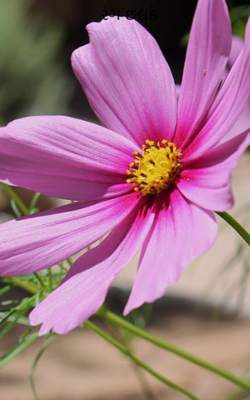 રંગ છલકે