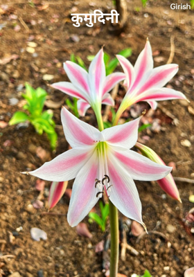 कुमुदिनी 