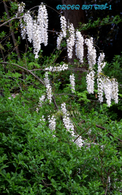 ଶରତରେ ଆମ ଗାଆଁ-1