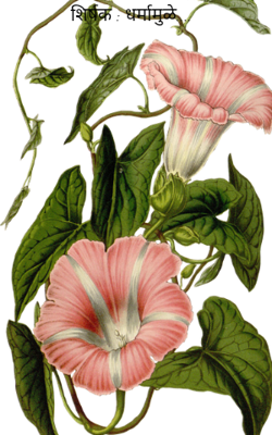 शिर्षक : धर्मामुळे....