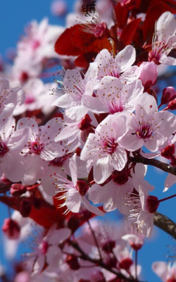 धूर्त/रंगा सियार