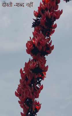 दोस्ती -शब्द नहीं 