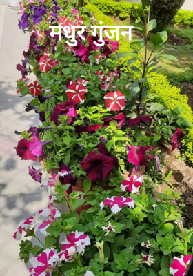 मधुर गुंजन