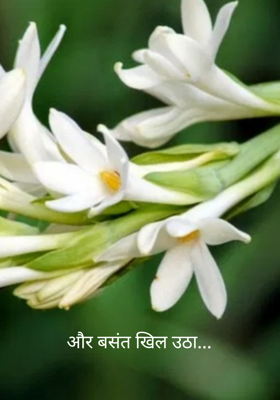 और बसंत खिल उठा