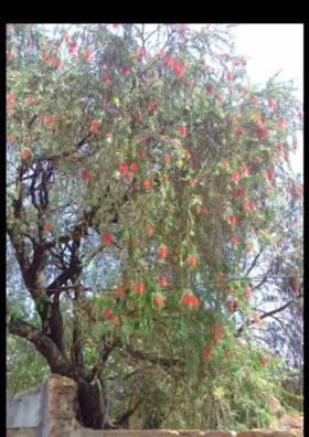 ରେଳ ଉପରେ ହୀମର ସକାଳ