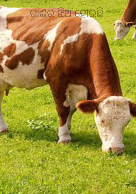 ଗାଈର ଝିଅ ହୋଇଛି 