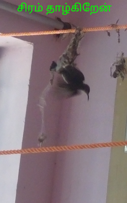 சிரம் தாழ்கிறேன்