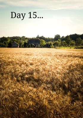 Day 15