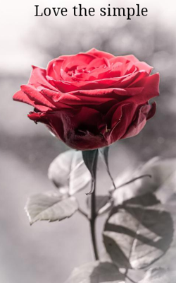 Love The Simple