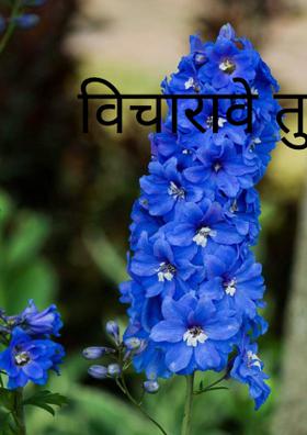 विचारावे तुला