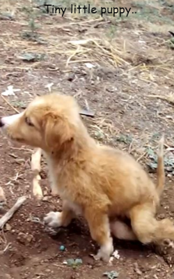 Tiny little puppy..