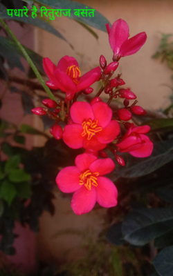 पधारे है रितुराज बसंत