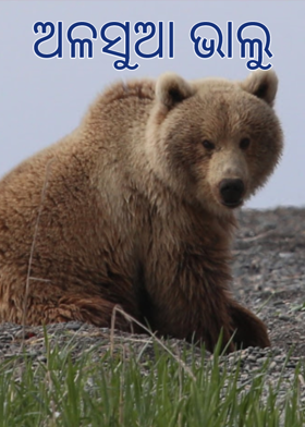 ଅଳସୁଆ ଭାଲୁ