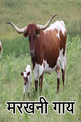 मरखनी गाय