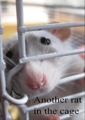 Another Rat In The Cage