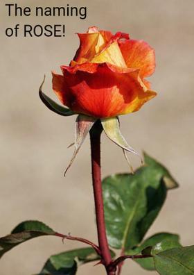 The Naming Of Rose!