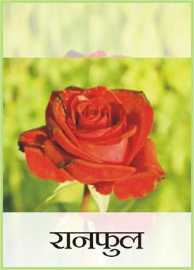 रानफुल
